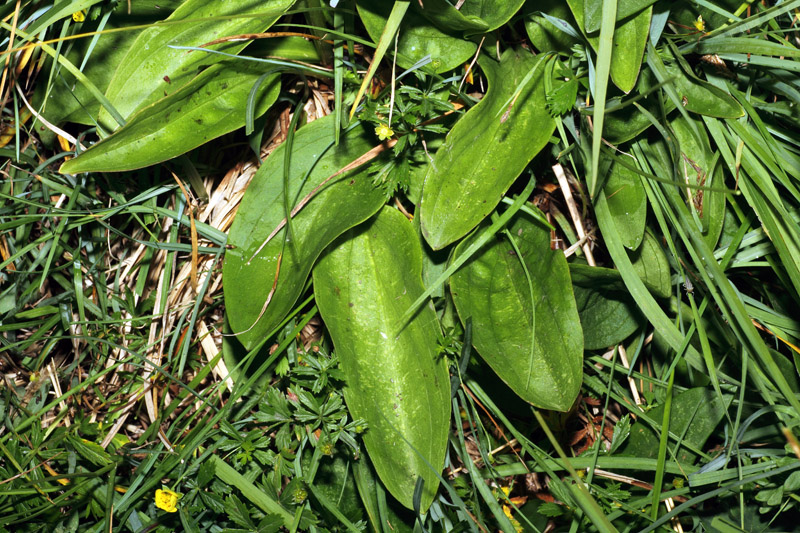 Swertia perennis / Genzianella stellata